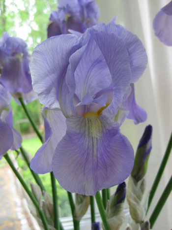 wild-iris-backyard-grown