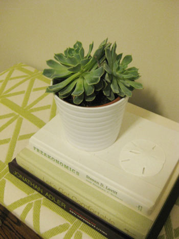 chic-indoor-plants-succulent