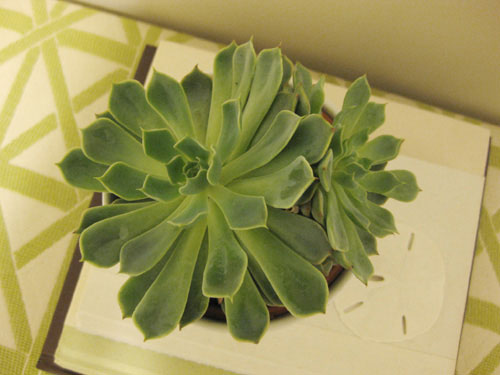 succulent-infoor-plant-with-a-white-pot