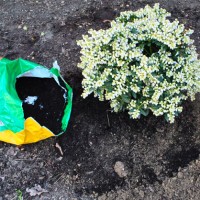 Planting A River Birch Tree