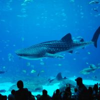 Exploring The Georgia Aquarium