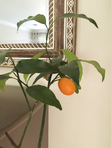 kumquat-house-plant-indoor