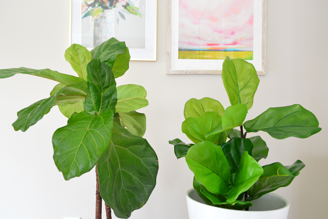 Faux Fiddle Leaf Fig Side By Side Straight