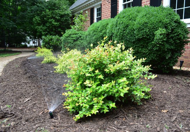 irrigaiton system mister head in mulch bed