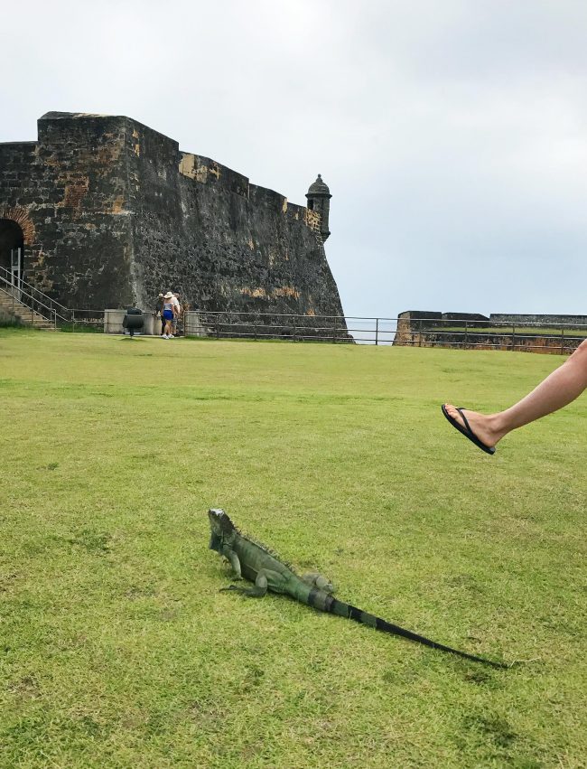 Puerto Rico Castillos Iguana