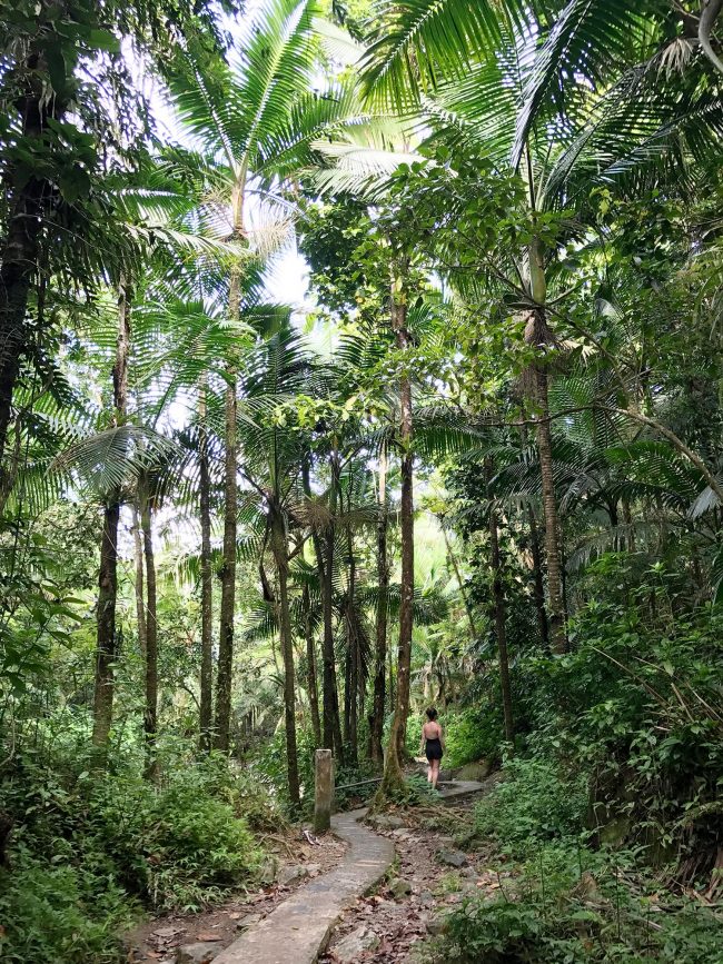 Puerto Rico El Yunque Mina Waterfall Hike