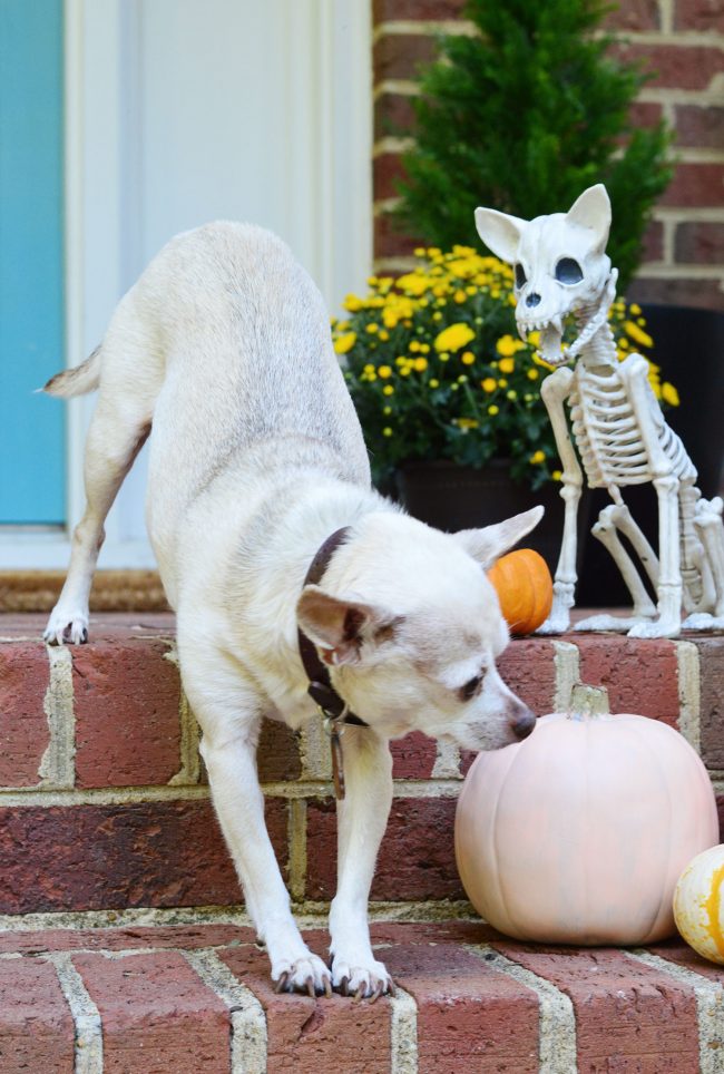 Halloween Front Porch Real Chihuahua With Dog Skeleton