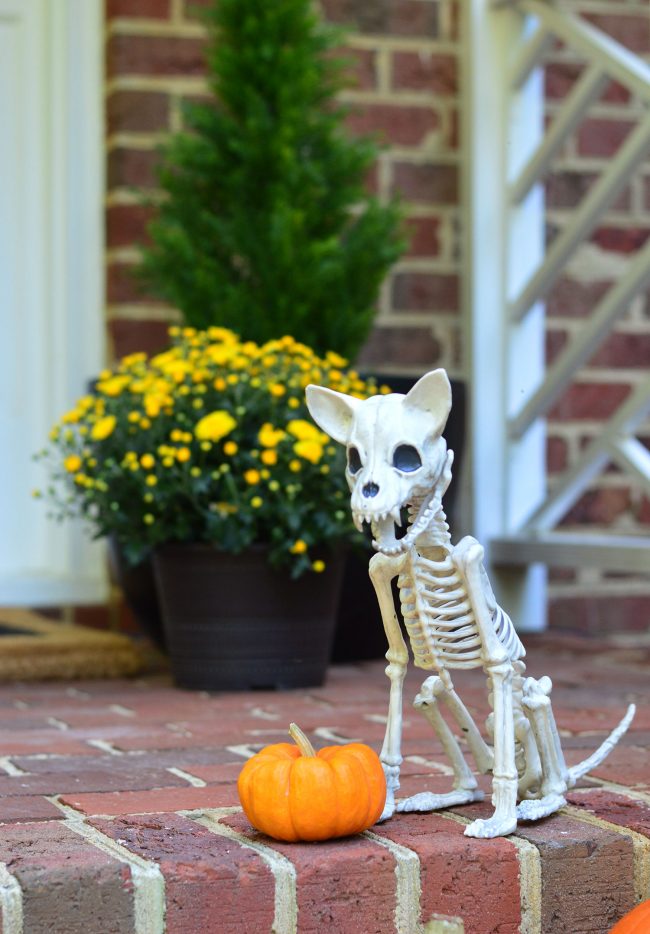 Halloween Porch Chihuahua Dog Skeleton Decor