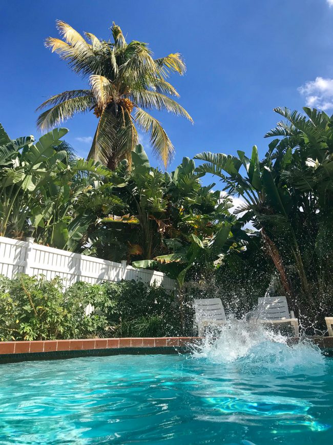 big splash in private pool with large palm tree in background