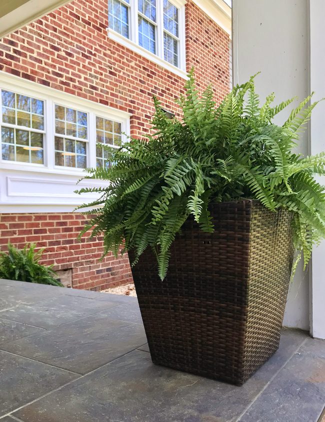 Ep93 Fern In Big Planter