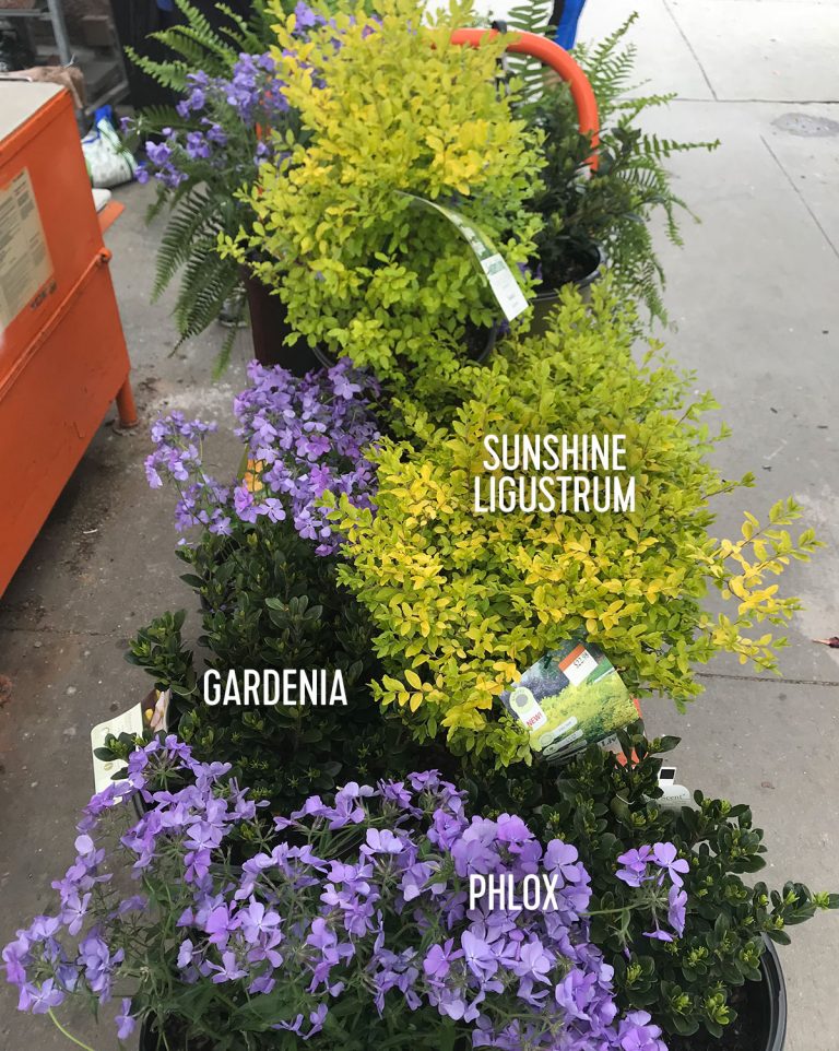 Quick & Easy Landscaping Updates Young House Love