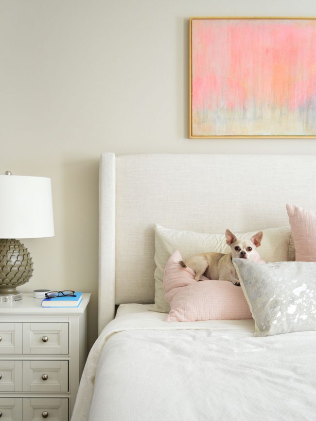 chihuahua sitting on master bed