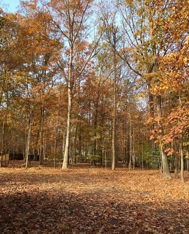 Ep121 Leaf Filled Driveway