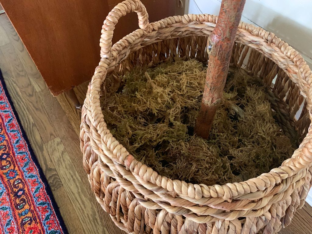 Peat moss atop faux fiddle leaf fig tree in basket