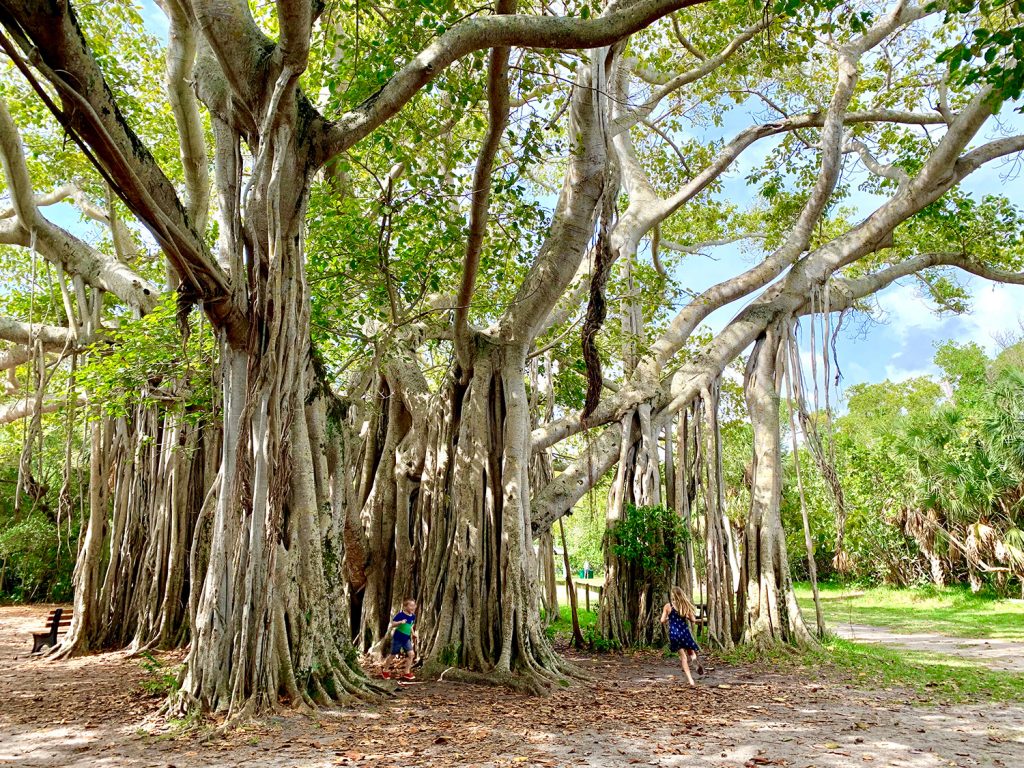 Ep137 Spring Break Florida Birch State Park Tree