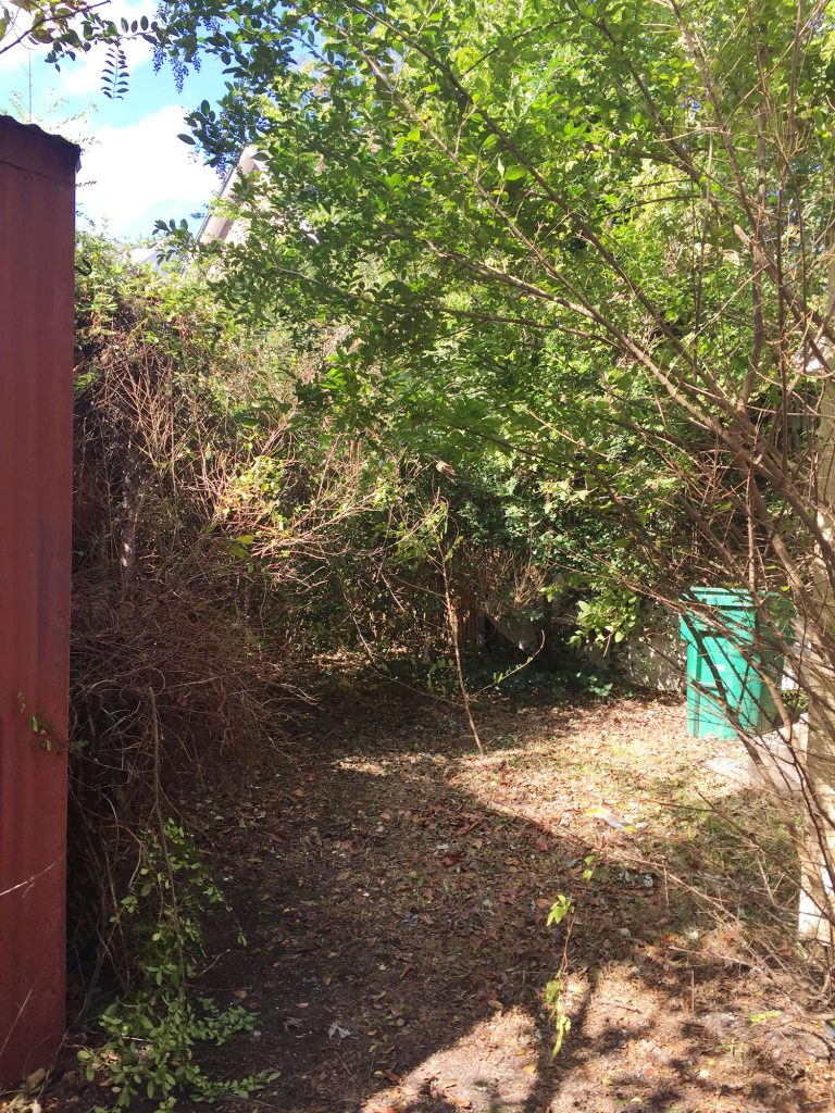Beach House Backyard Before Overgrown With Weed Trees Vines And Metal Shed