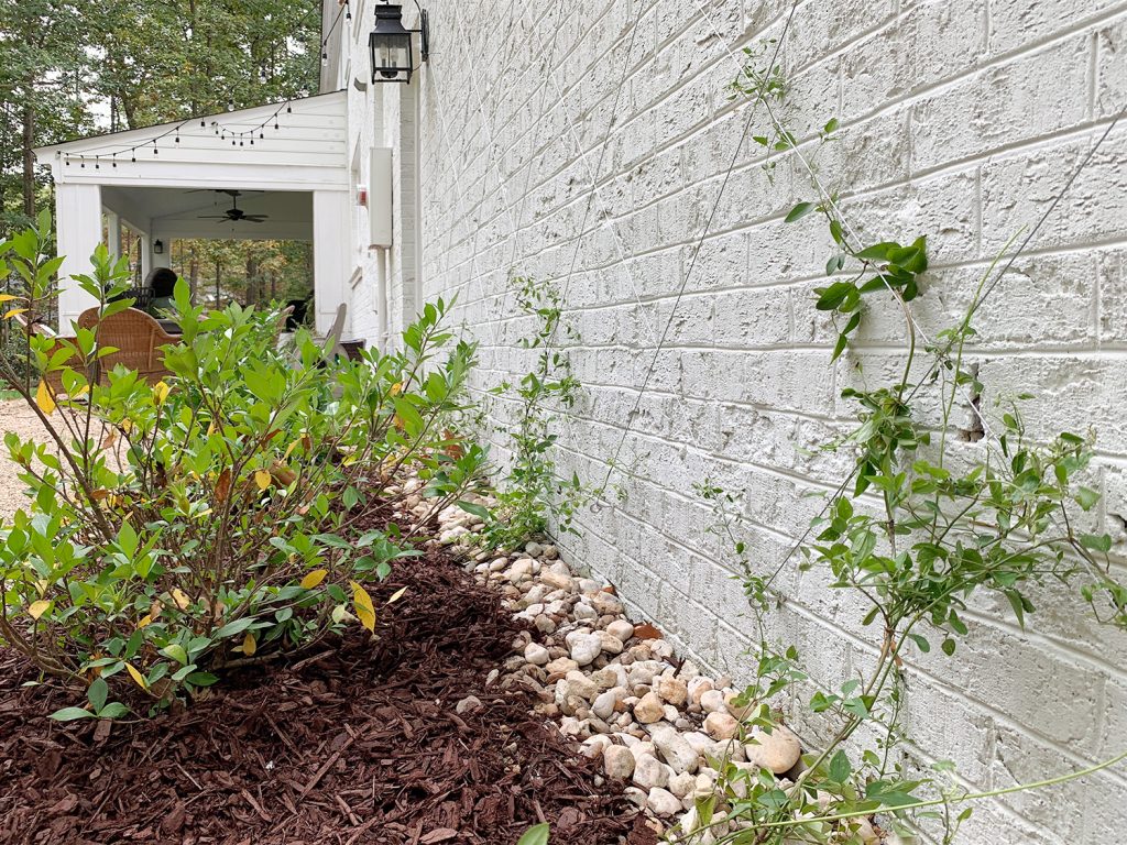 Trepadeira de clematite em uma treliça de arame