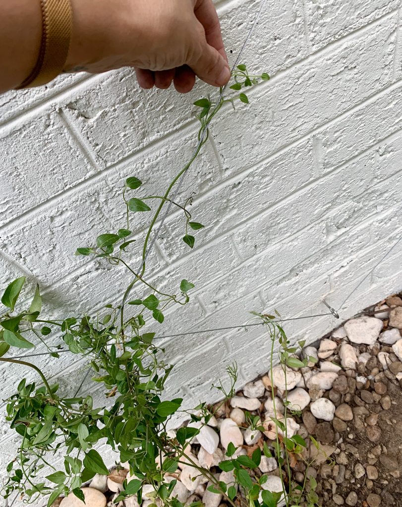 Sherry: enrolando a videira Clematis em torno de uma treliça de arame