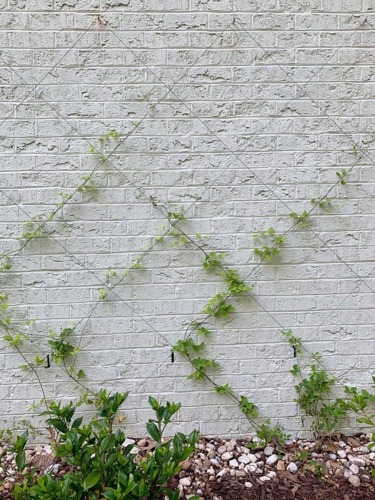 Updated photo of wire trellis with vine growing halfway up