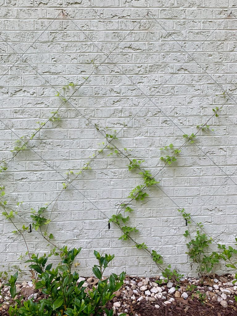 DIY Invisible Wire Trellis on a Brick Wall - Cotton Stem