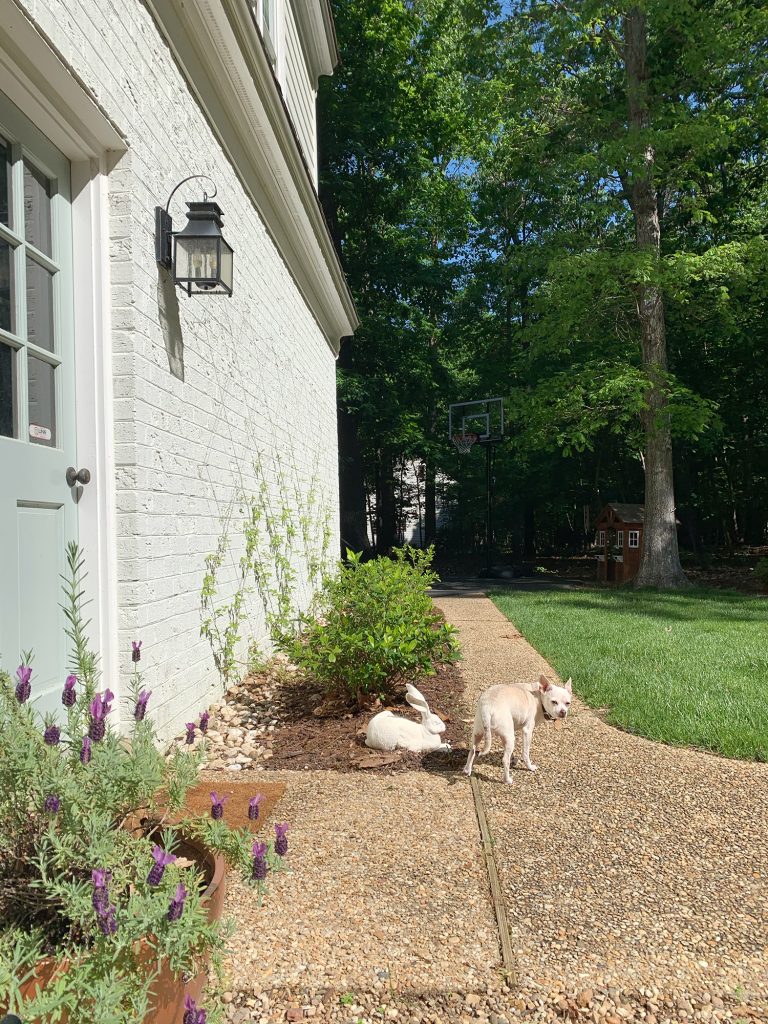 Chihuahua ao lado de uma treliça de arame com clematis crescendo em uma parede de tijolos