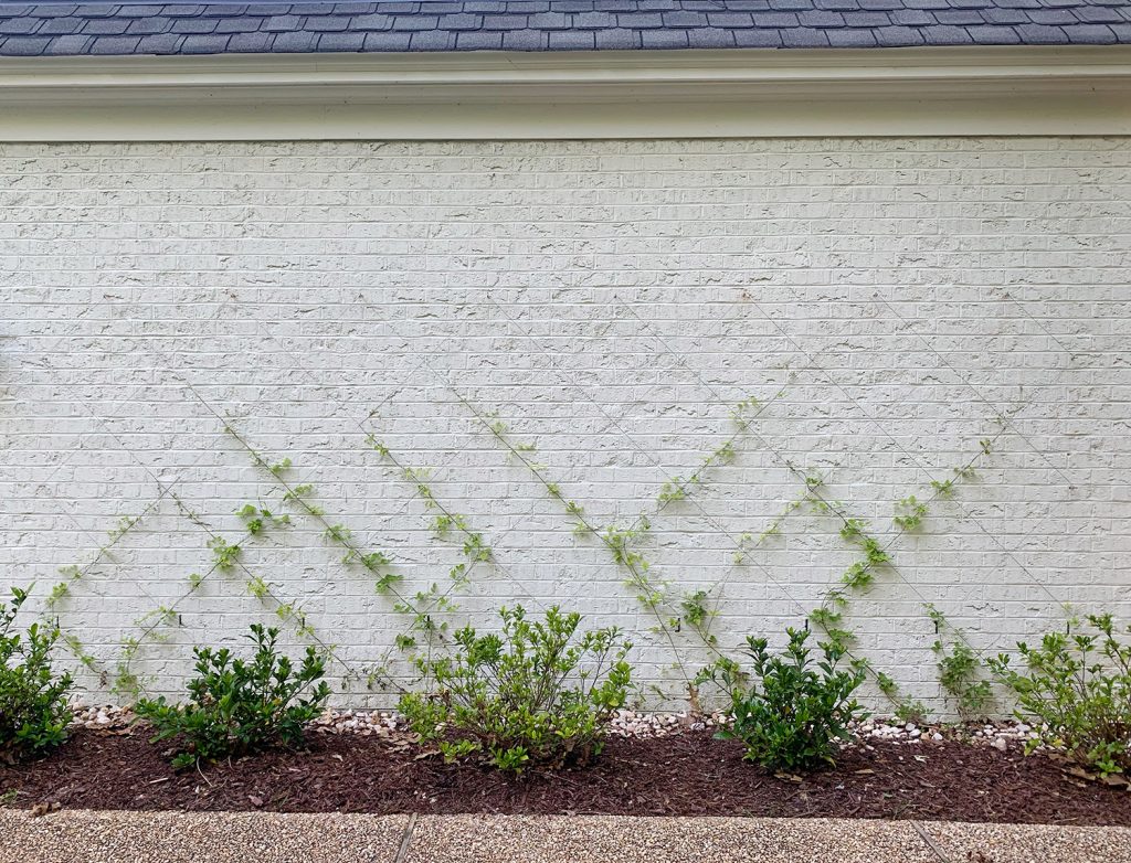 Wide photo of vine growth progress on DIY wire trellis