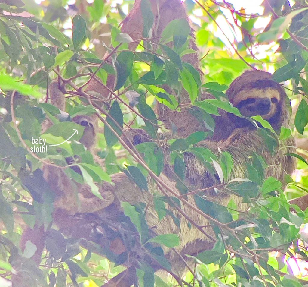 Zoomed Photo Of Sloth And Baby Sloth