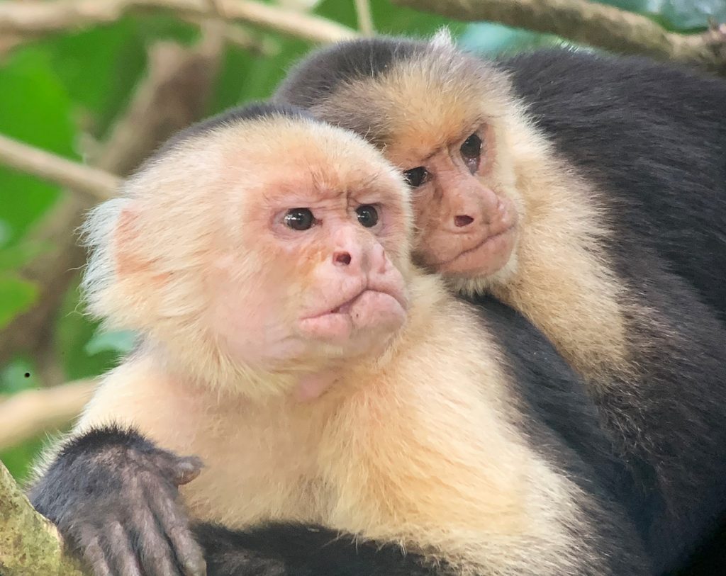 Telephoto Image of Monkeys In Manuel Antonio Costa Rica