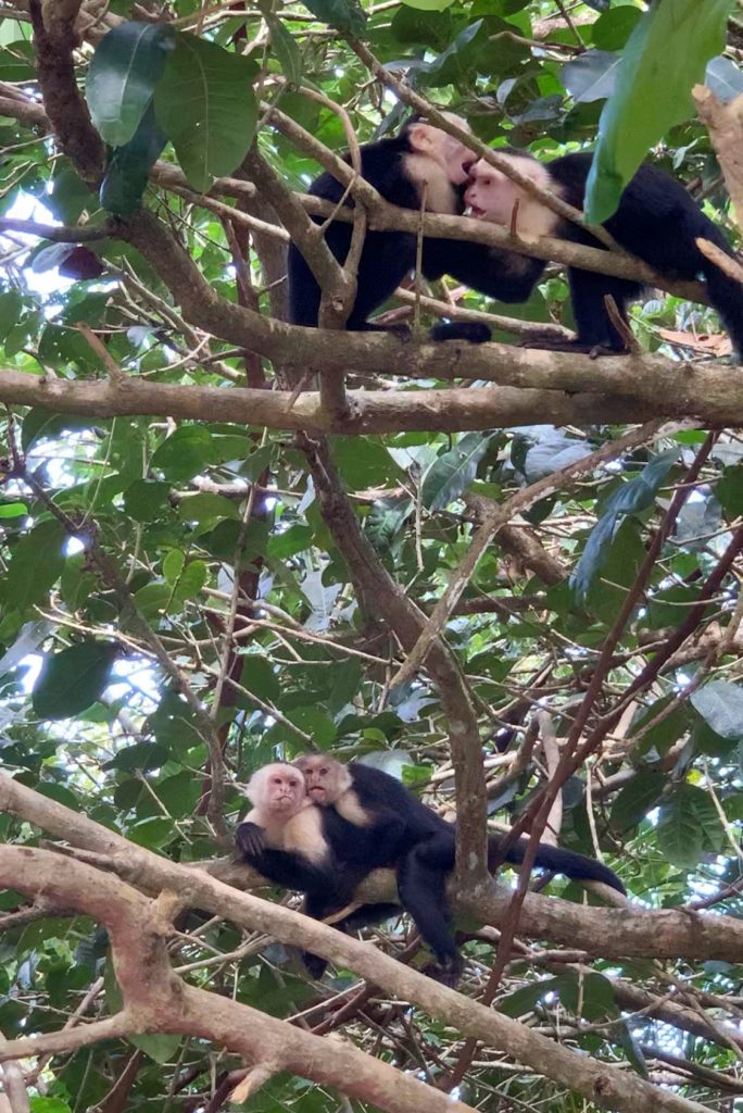 Costa Rica Vacation Manuel Antonio Monkeys Playing 684x1024
