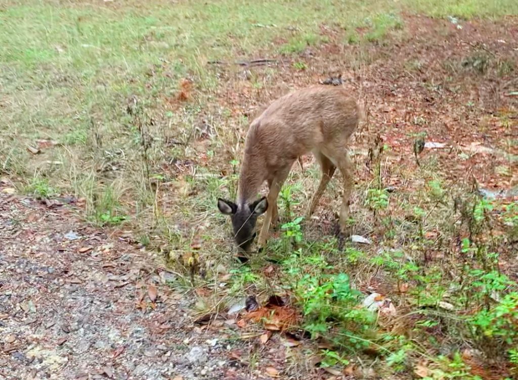 Florida Deer Sighting 1024x750