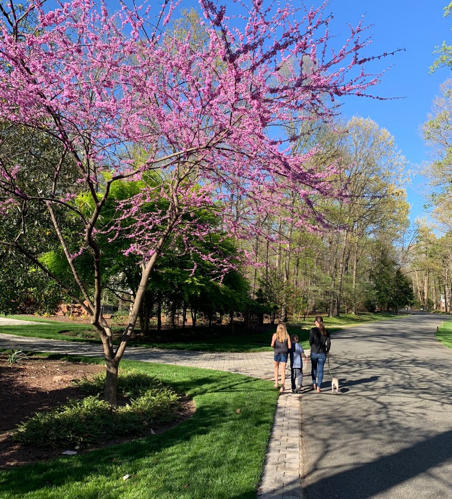 Ep169 Spring Walk Redbud Tree