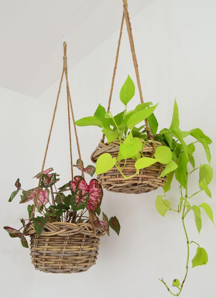 Two Plants In Woven Baskets Hanging From Ceiling
