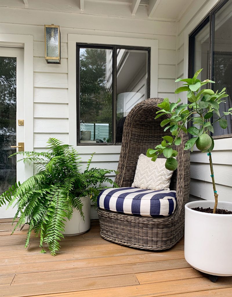 Woven Egg Chair With Large Fern And Potted Lemon Tree
