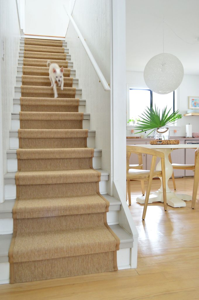 Chihuahua Dog Running Down Staircase With Sisal Runner
