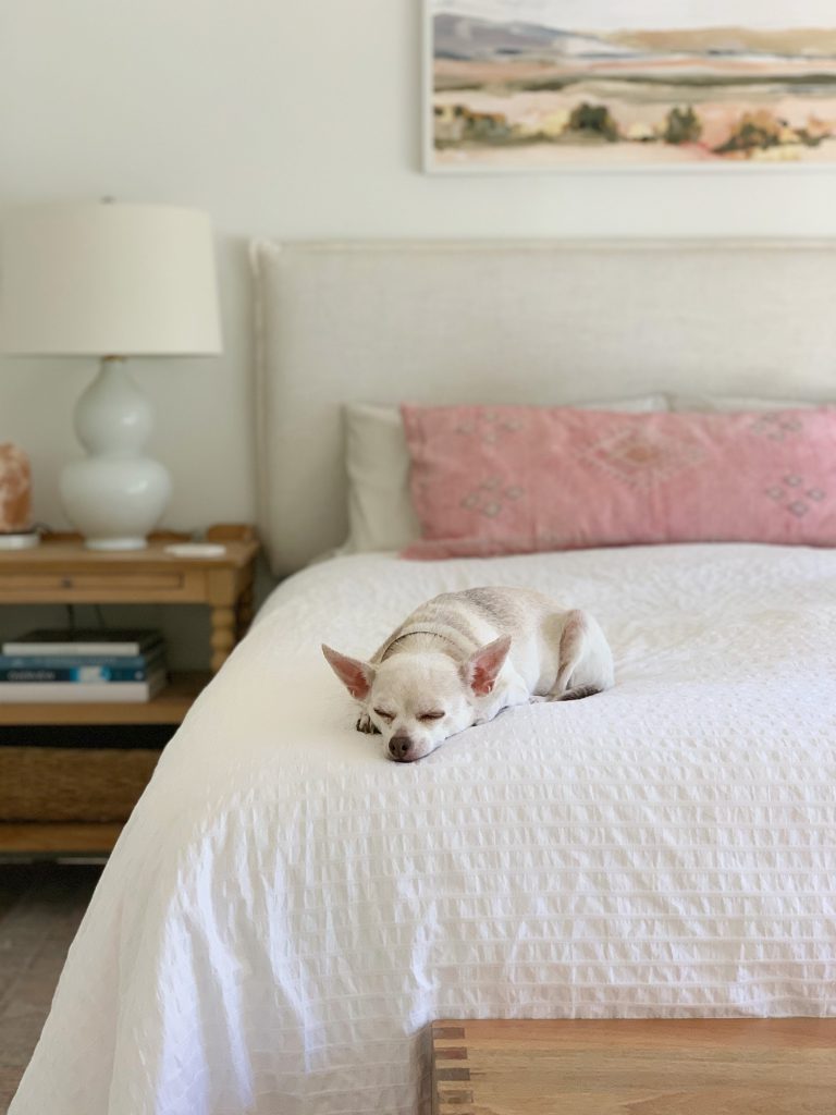 Burger the chihuahua sleeping on the end of a bed with cream headboard