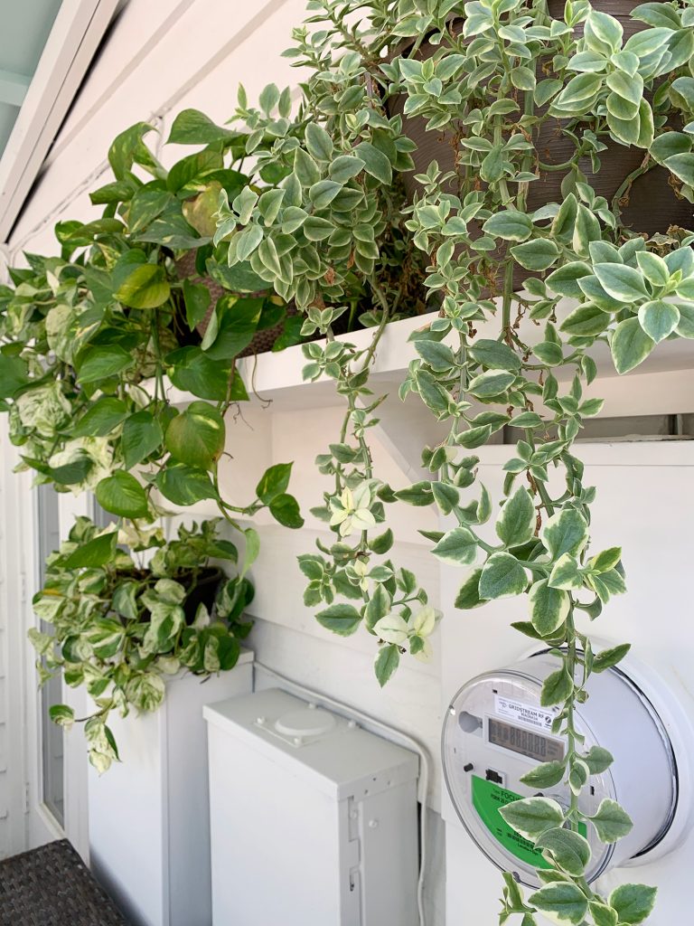 Close Up Of Plant Shelf With Greenery Draping Down To Cover Electrical Panel Boxes