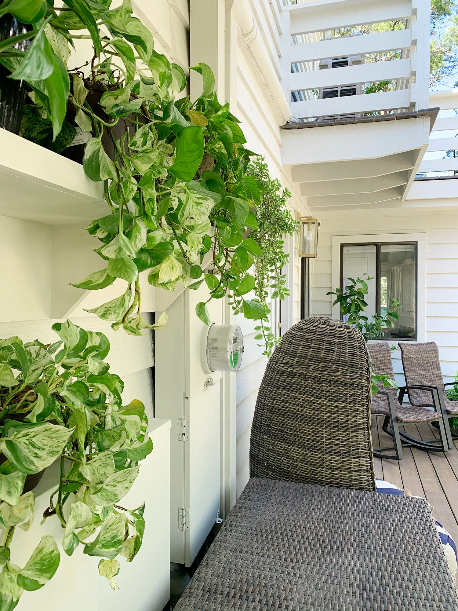 Disguising electrical utility boxes behind vining plants on an outdoor shelf