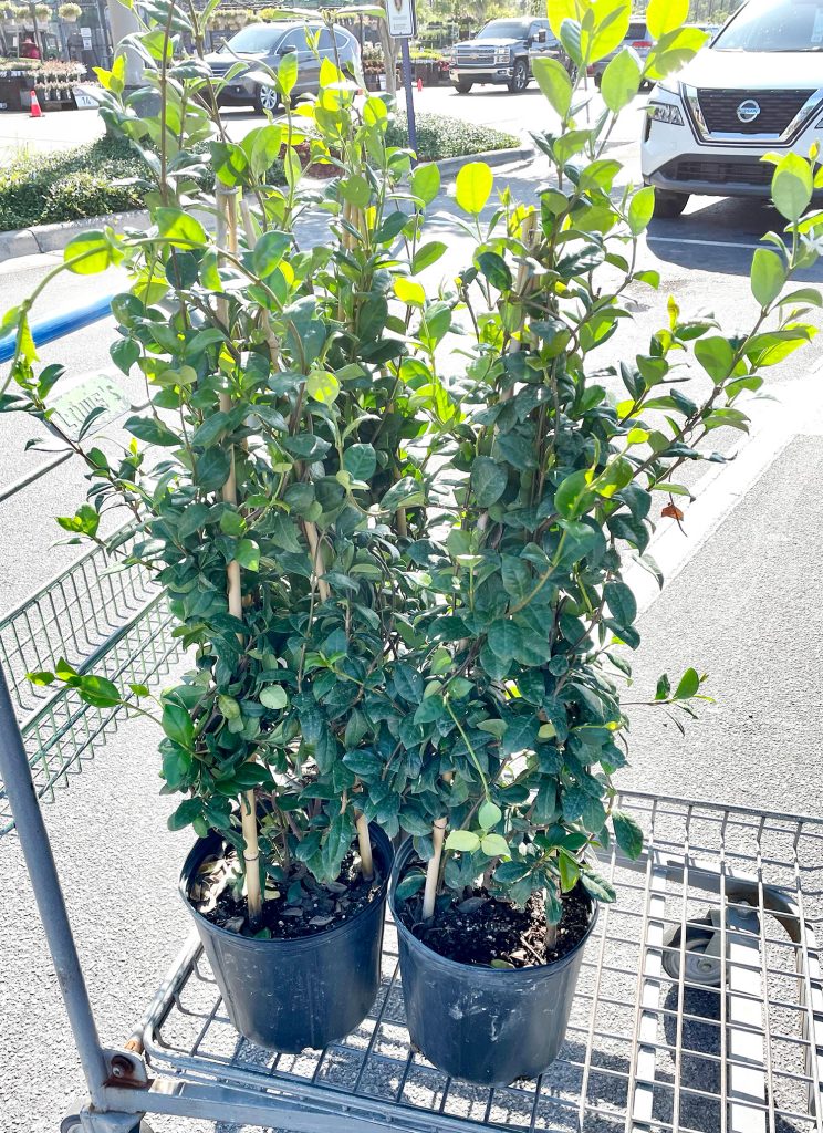 Jasmine Trellis Buying Potted Jasmine