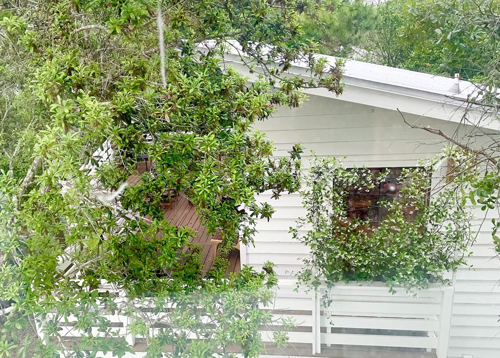 Jasmine Trellis Wide Shot From Next Door