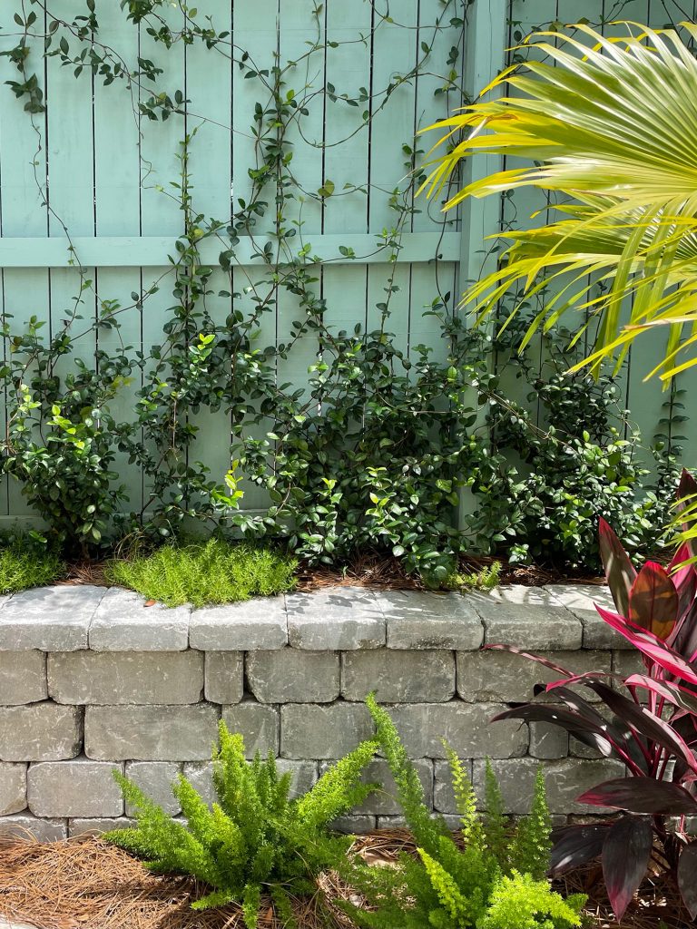 Close up do jasmim-estrela plantado em um muro de contenção ao longo da cerca com samambaias stonecrop foxtail ferns red ti