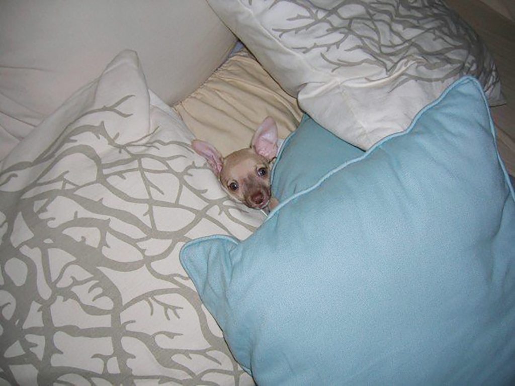 Baby Burger face poking out of pillows