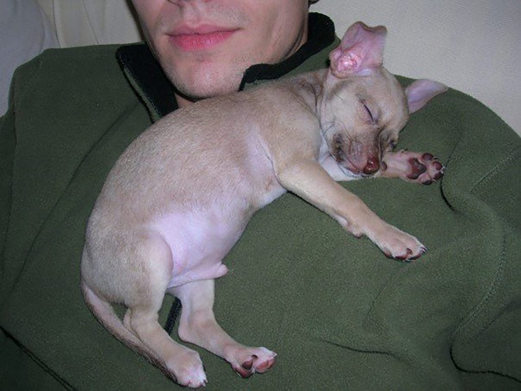 Baby chihuahua Burger sleeping on John's chest