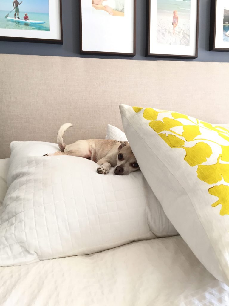 Burger sleeping on pillows at bed headboard with tail wagging