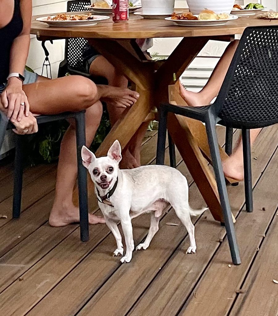 Zoom in on Burger's smiley face under patio table