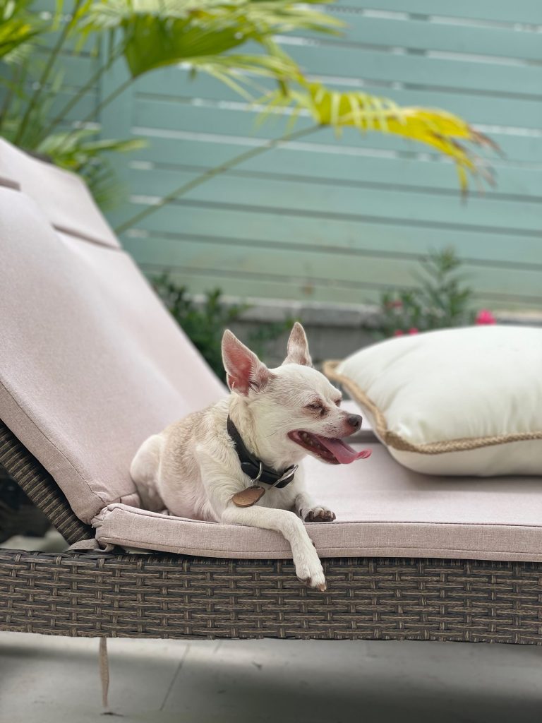 Burger panting on pool lounge chair