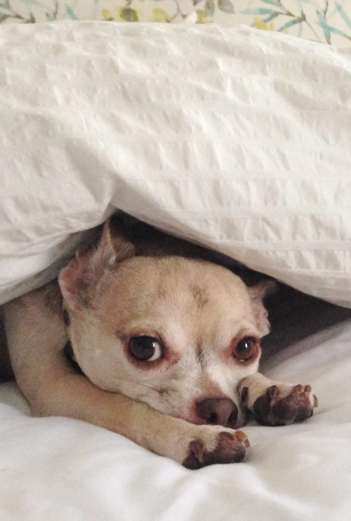 Burger sleeping under blanket in bed with face poking out