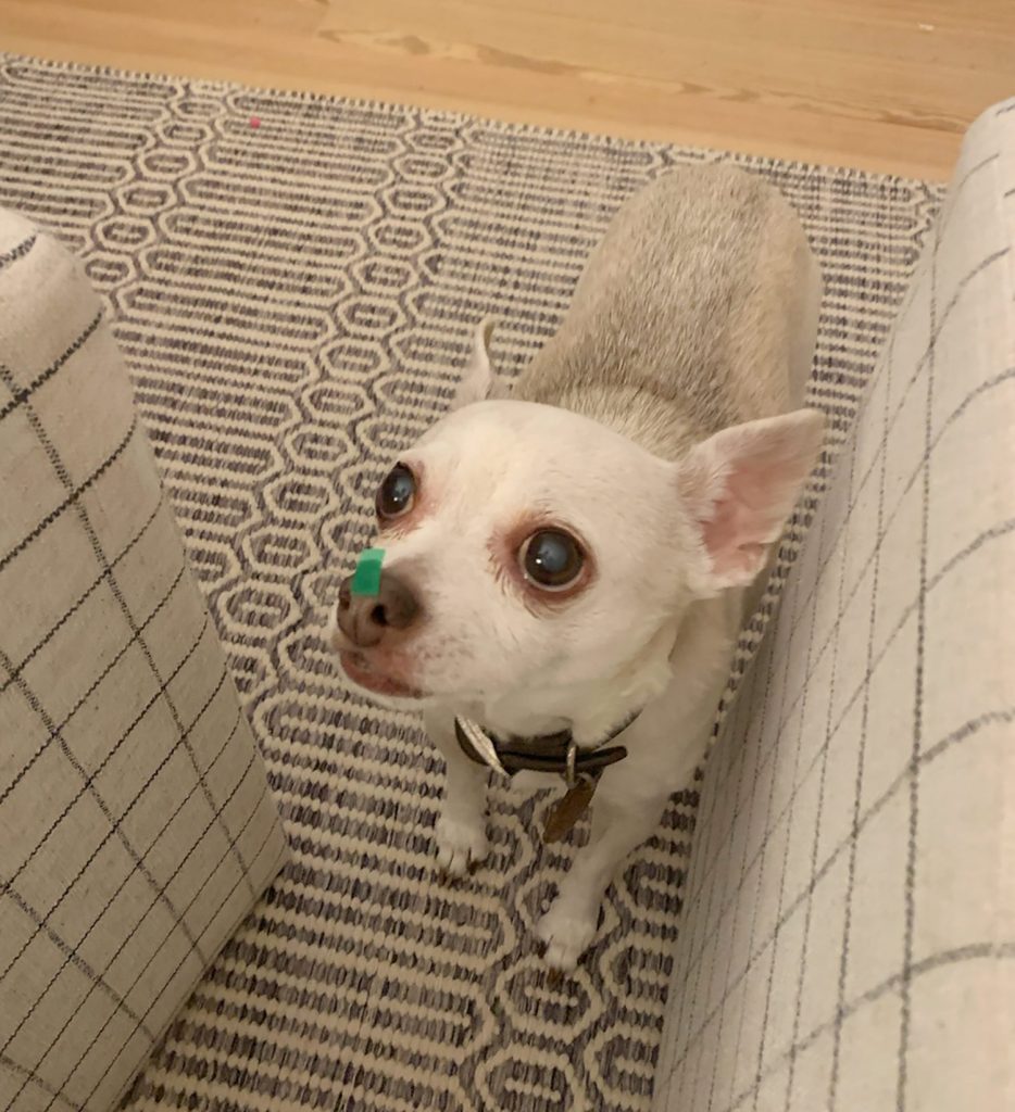 Burger the chihuahua with green confetti stuck to his nose