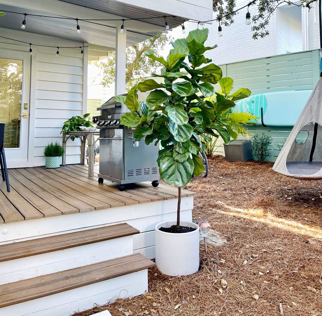 Potted fiddle leaf fig outdoors next to stairs to side porch