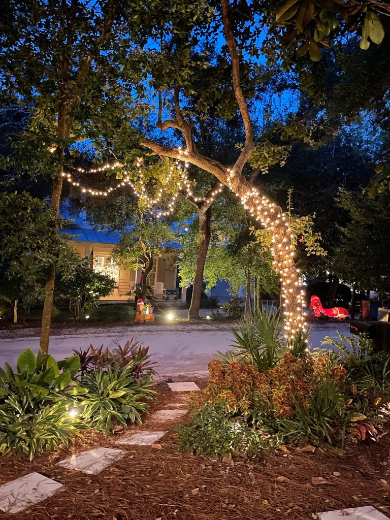 Outdoor Christmas light strung across crooked oak tree