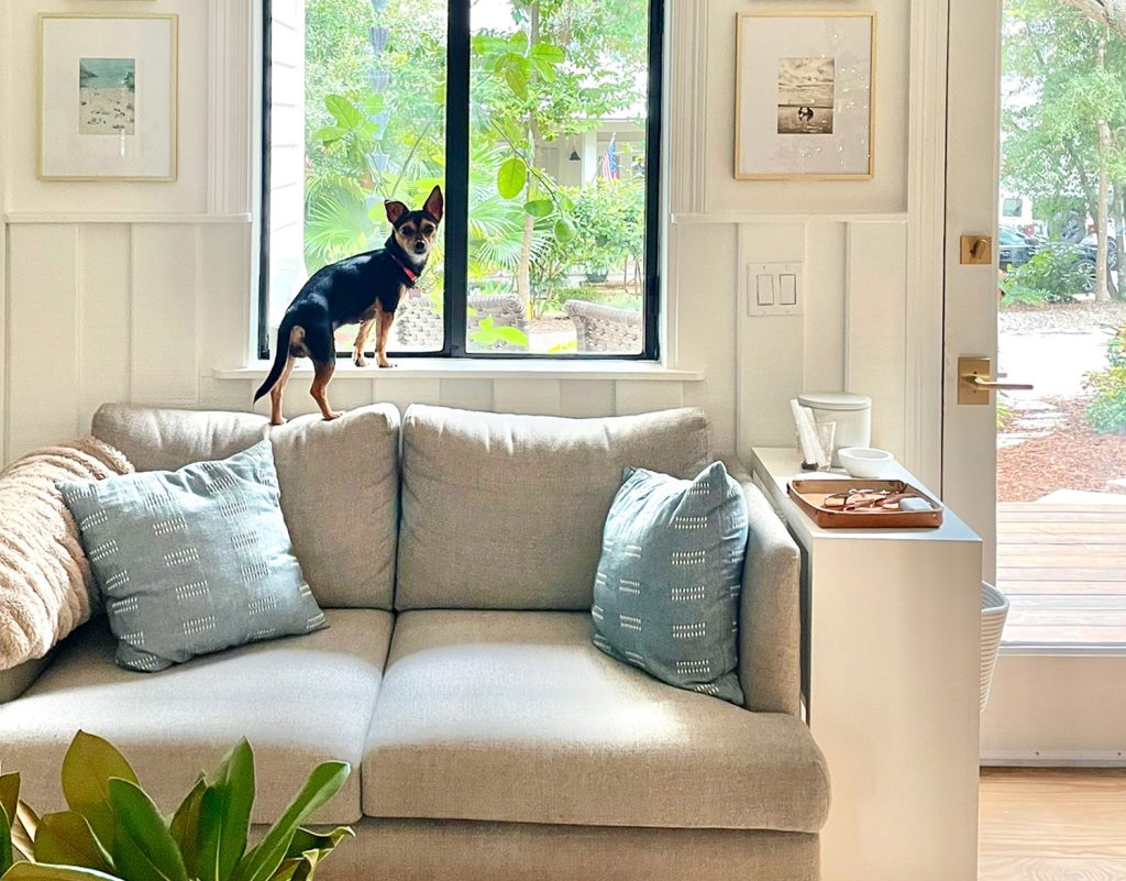 Penny Chorkie Mix Standing On Couch